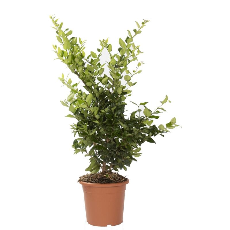foto del prodotto ligustrum texanum piante vere da esterno sempreverdi pianta ornamentale da giardino h 80 100 cm vaso 24 cm