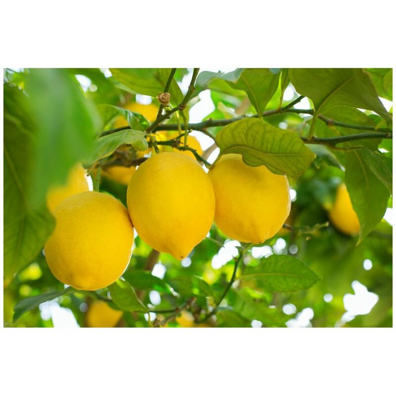 foto del prodotto limone nano v.22