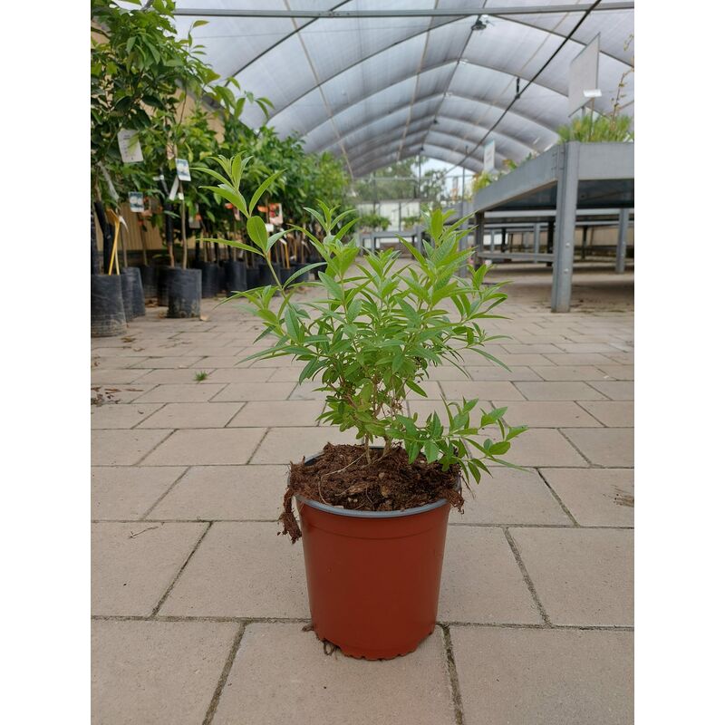 foto del prodotto lippia citrodora citronella 