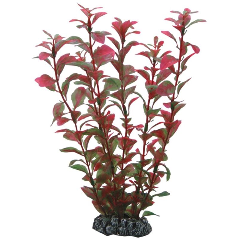 foto del prodotto ludwigia 25 cm hobby