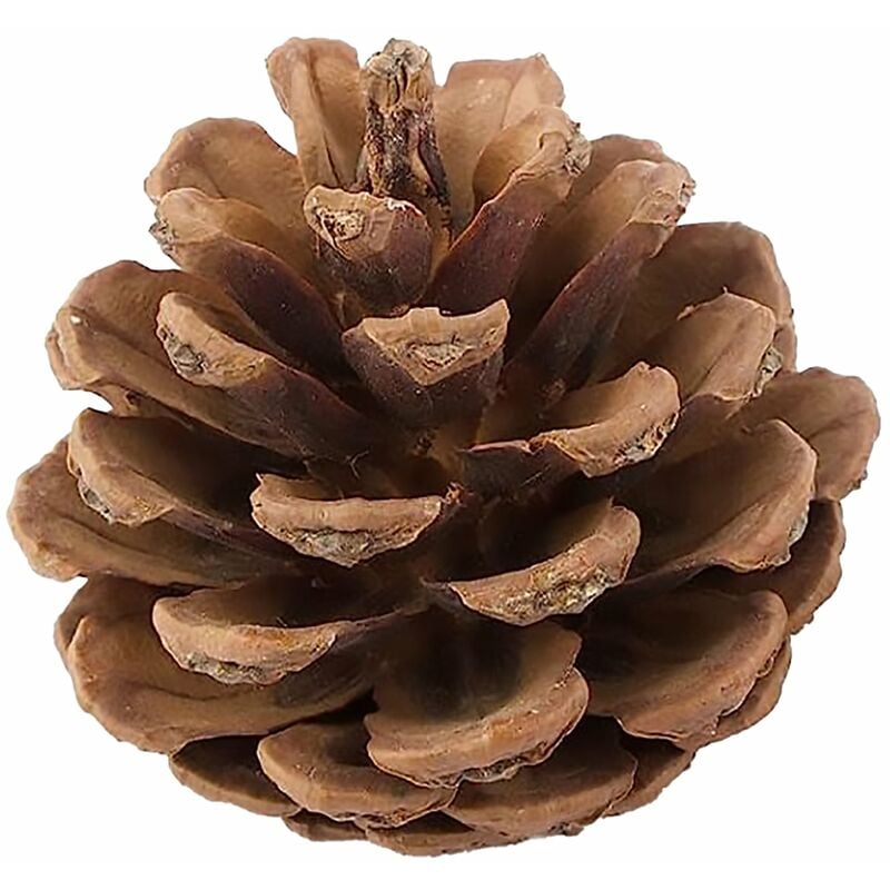foto del prodotto magiedinatale sacchetto con pigne, ideale per decorare l albero di natale, da 50 grammi