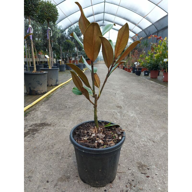 foto del prodotto magnolia grandiflora