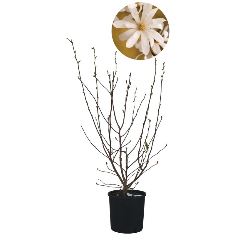 foto del prodotto magnolia stellata magnolia da fiore pianta vera da esterno da terrazzo albero da giardino h 60 80 cm vaso 24 cm
