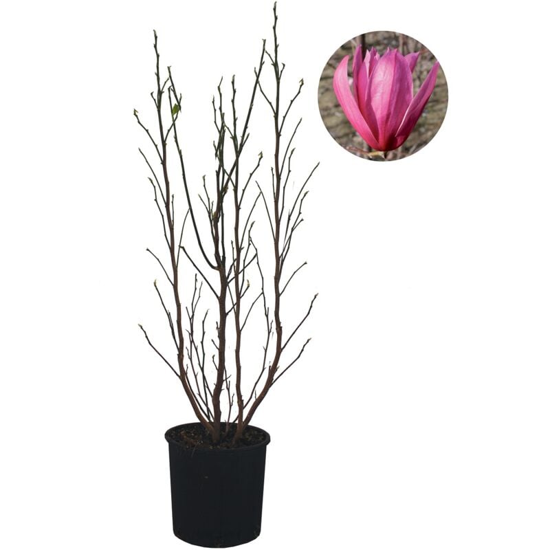 foto del prodotto magnolia susan magnolia da fiore pianta vera da esterno fiorita albero da giardino terrazzo balcone h 60 80 cm vaso 24 cm