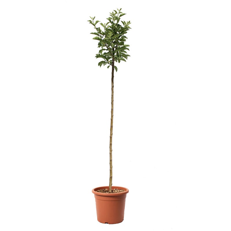 foto del prodotto malus domestica melo golden delicious piante da frutto vaso 24 cm