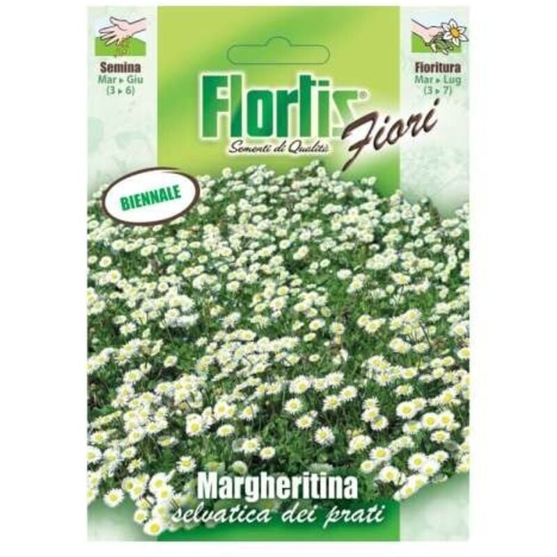foto del prodotto margheritina nana bianca