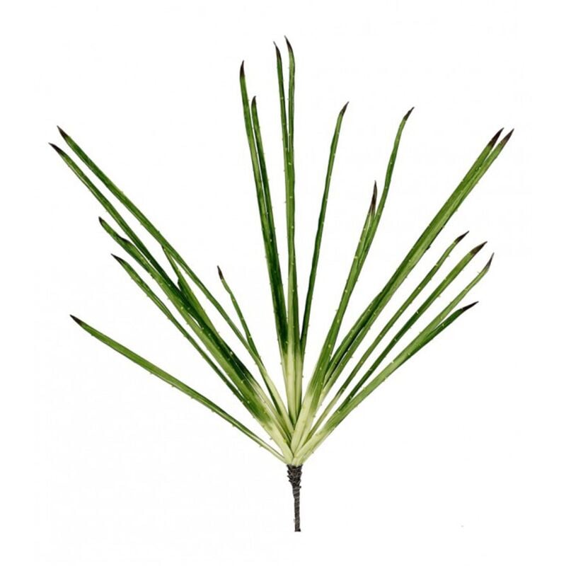 foto del prodotto mazzetto pianta vivian con tonalit verdi 105 cm verde chiaro scuro