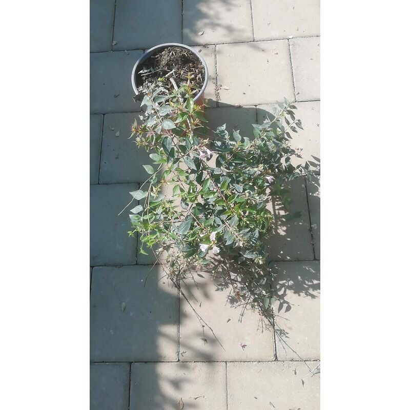 foto del prodotto mediterraneo garden abelia edouard gaucher v16