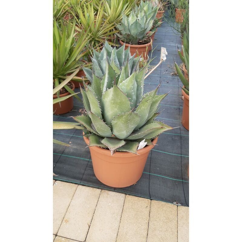foto del prodotto mediterraneo garden - agave parrasana