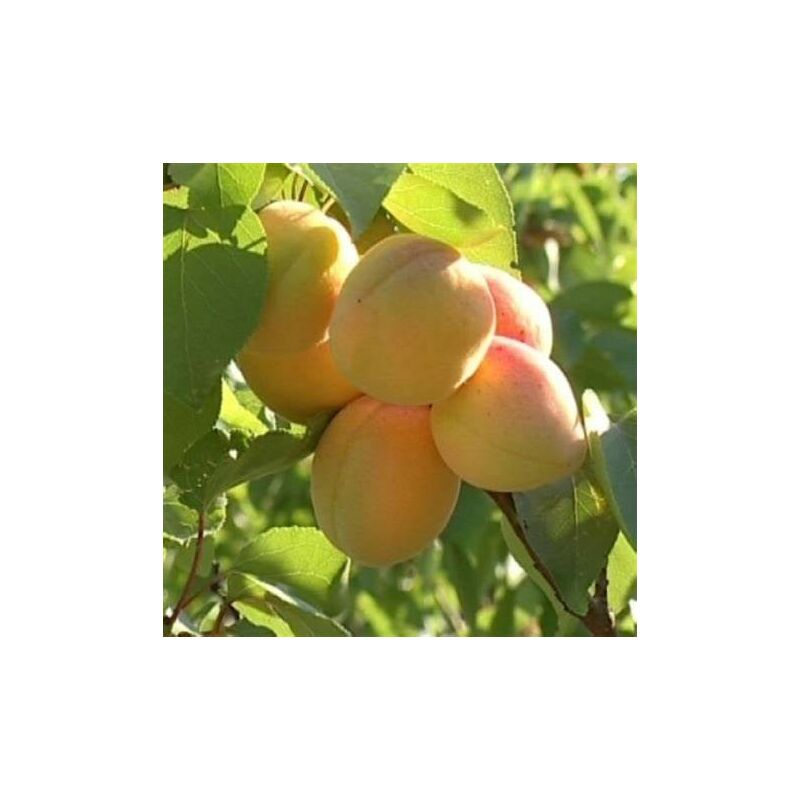 foto del prodotto mediterraneo garden - albicocca precoce cremonini