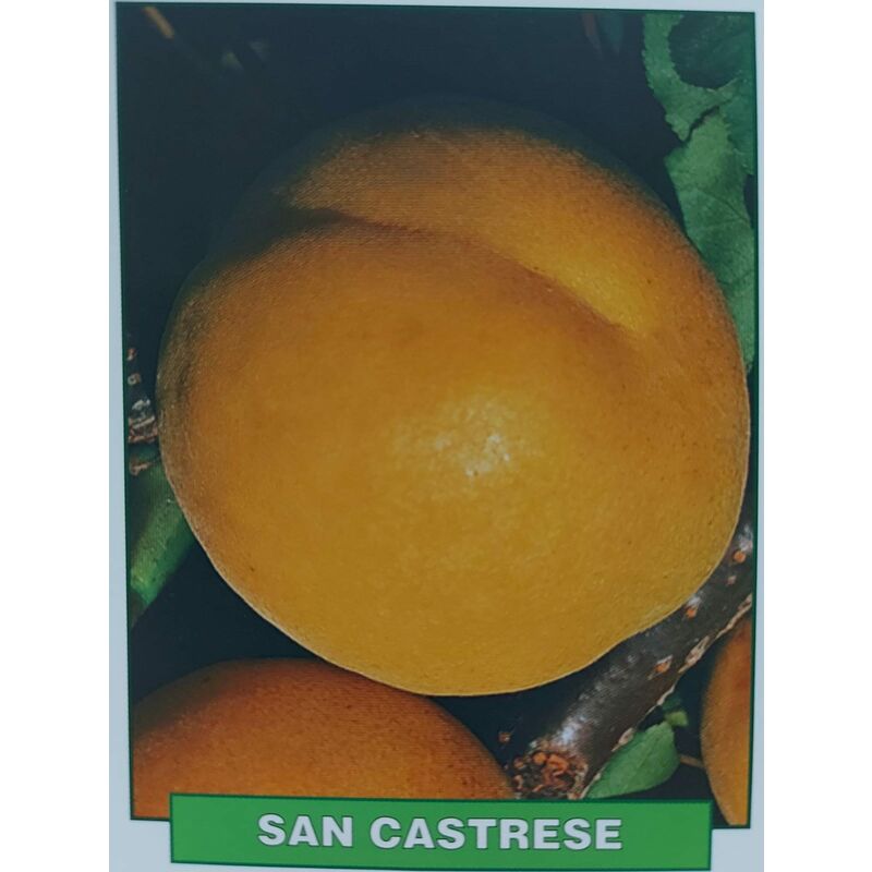 foto del prodotto mediterraneo garden albicocca san castrese pianta di 3 anni