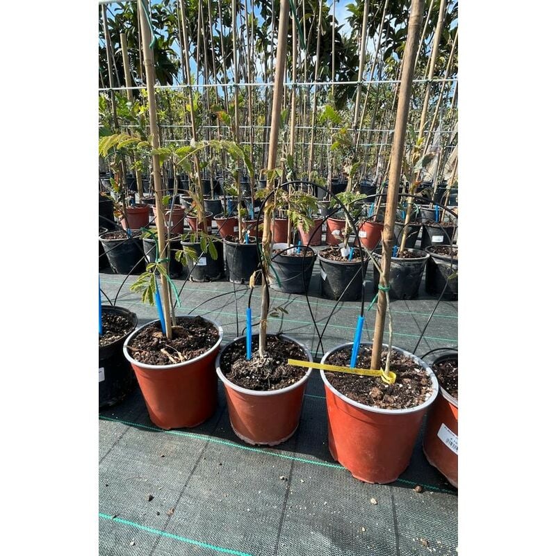 foto del prodotto mediterraneo garden albizia julibrissin pianta giovane