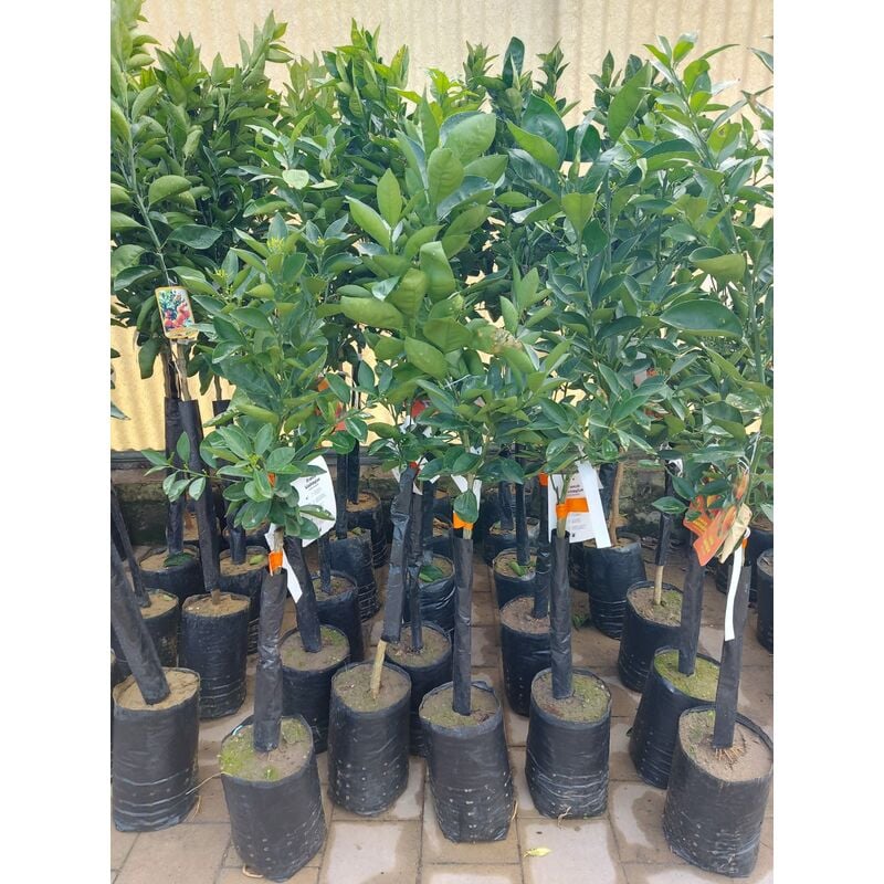 foto del prodotto mediterraneo garden arancio washington pianta di 3 anni