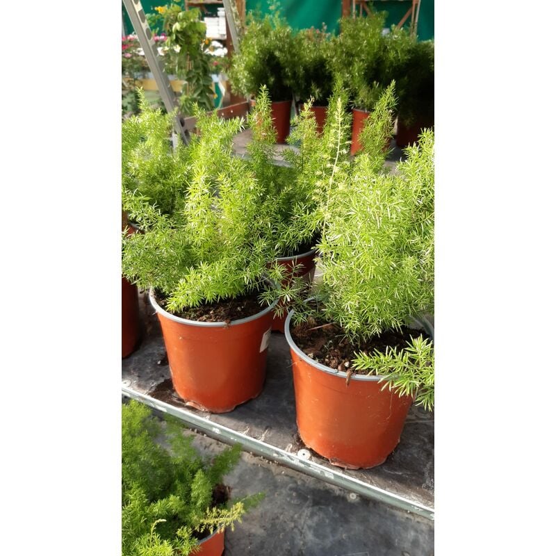 foto del prodotto mediterraneo garden asparagus dens. sprengeri v17
