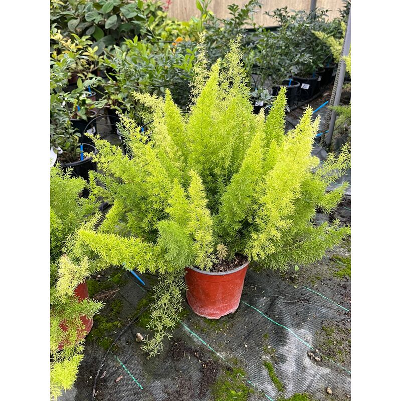 foto del prodotto mediterraneo garden asparagus densiflorus myersii