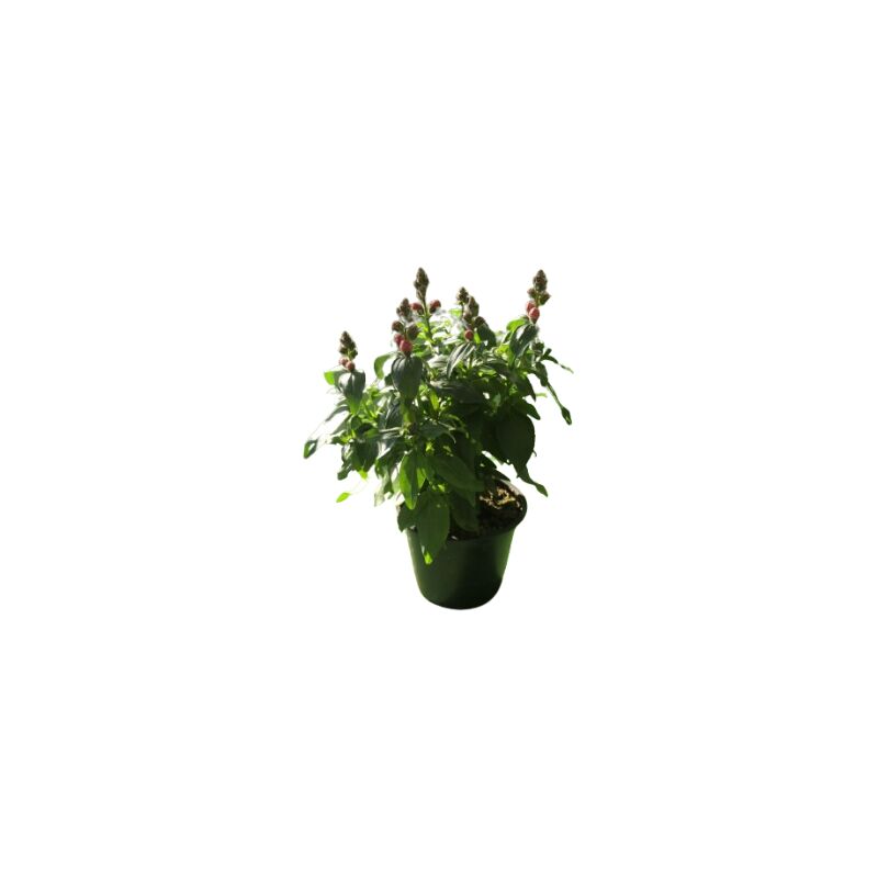 foto del prodotto mediterraneo garden bocca di leone anthirrinum 
