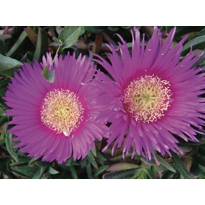 foto del prodotto mediterraneo garden carpobrotus acinaciformis