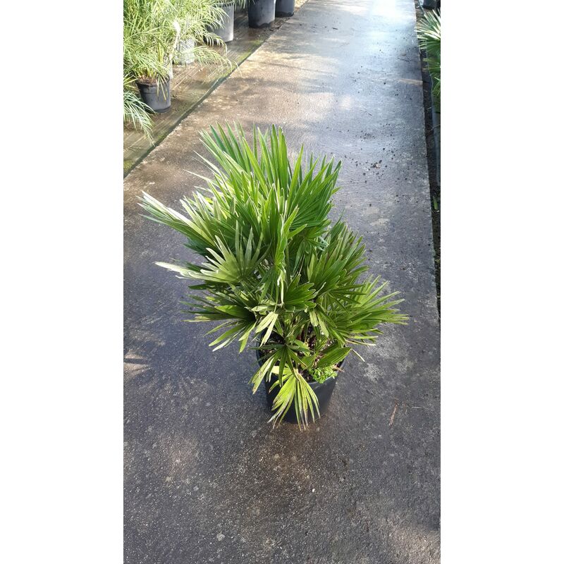 foto del prodotto mediterraneo garden chamaerops humilis compacta