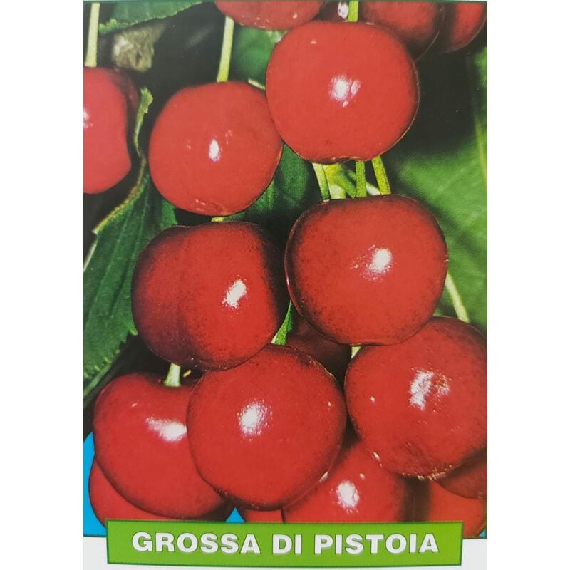 foto del prodotto mediterraneo garden ciliegia grossa di pistoia pianta di 3 anni