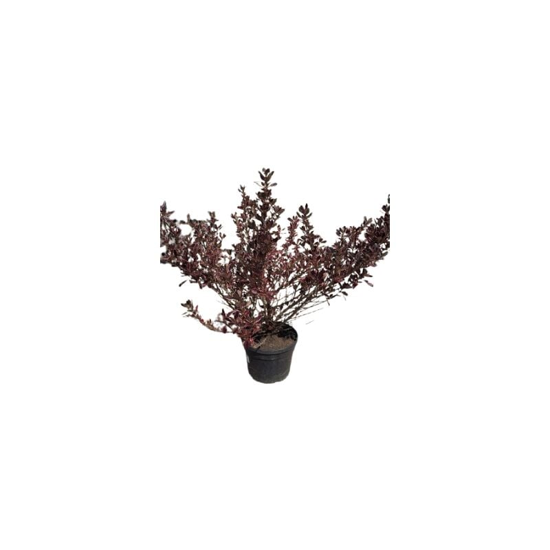foto del prodotto mediterraneo garden coprosma repens multicolor