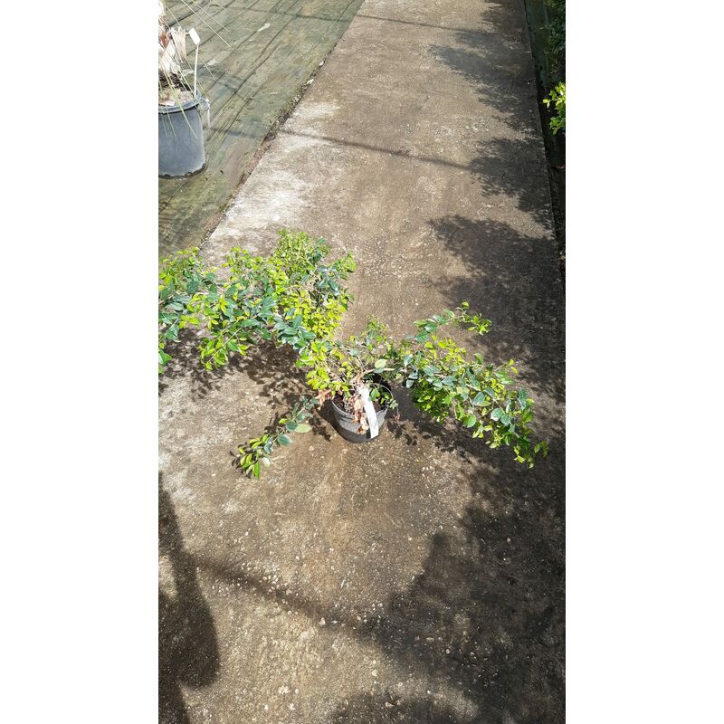 foto del prodotto mediterraneo garden eugenia myrtifolia newport