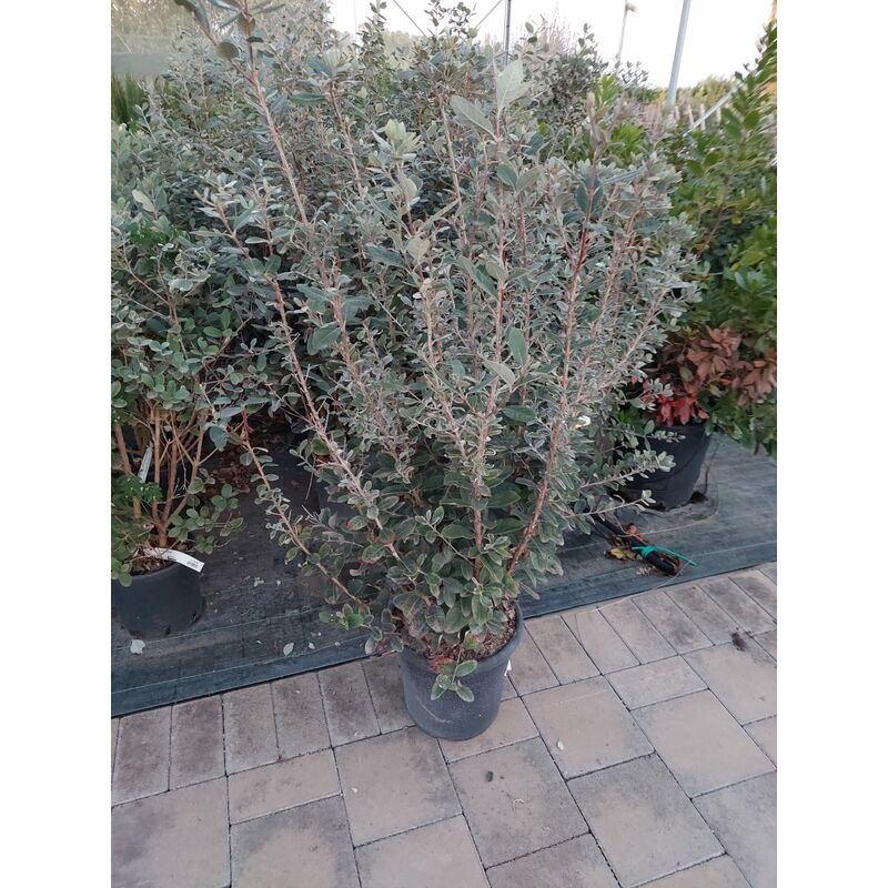 foto del prodotto mediterraneo garden feijoa sellowiana v15 pianta giovane