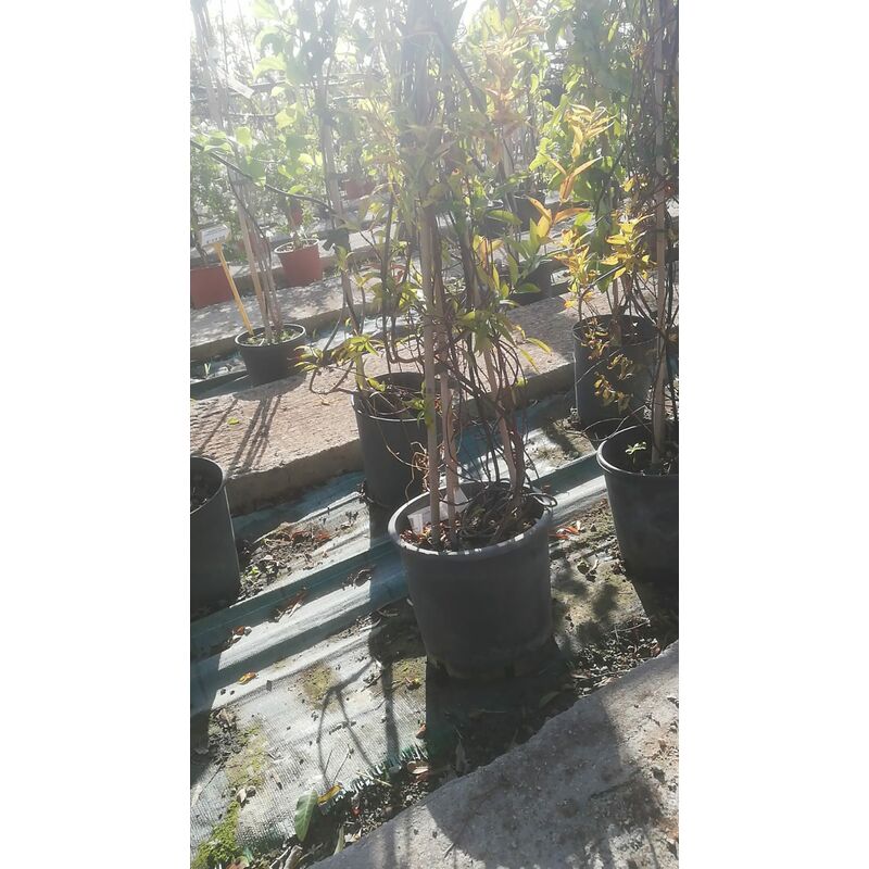 foto del prodotto mediterraneo garden gelsemium sempervirens v21