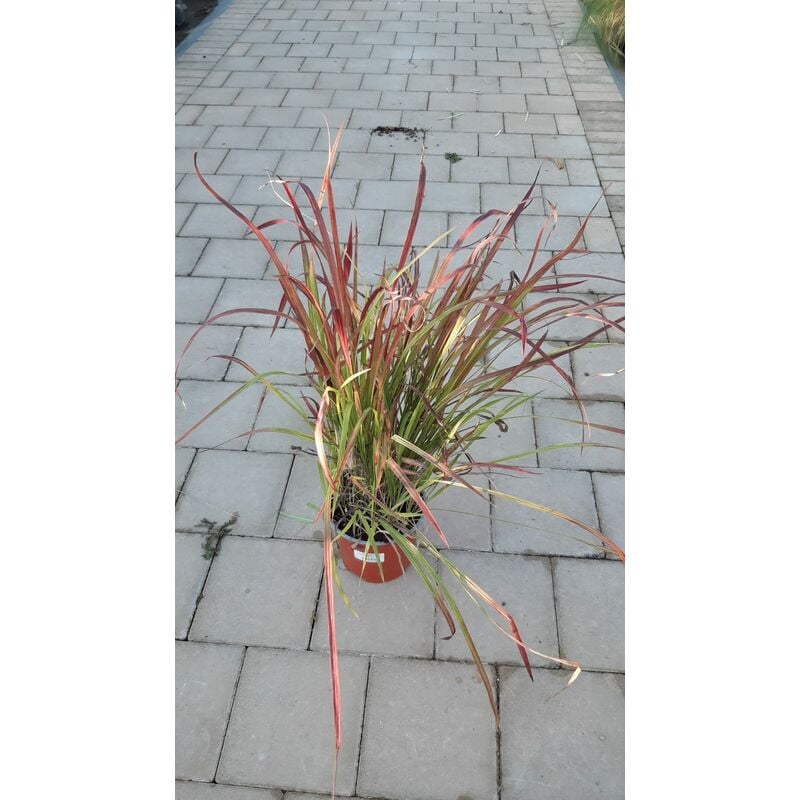 foto del prodotto mediterraneo garden imperata cylindrica red baron v17