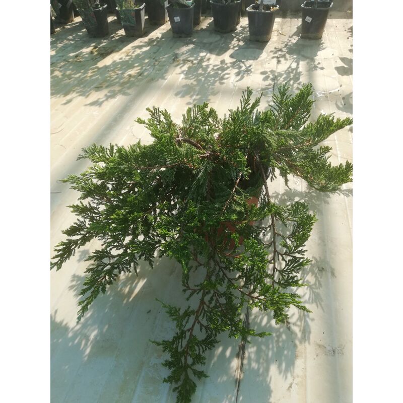foto del prodotto mediterraneo garden juniperus horizontalis blue chip v17