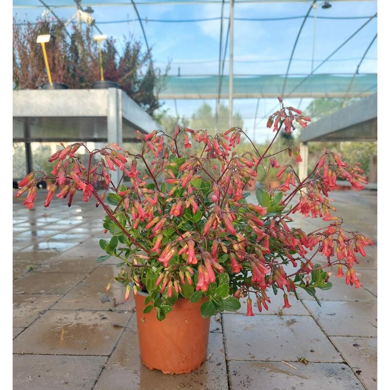 foto del prodotto mediterraneo garden kalanchoe manginii eretta
