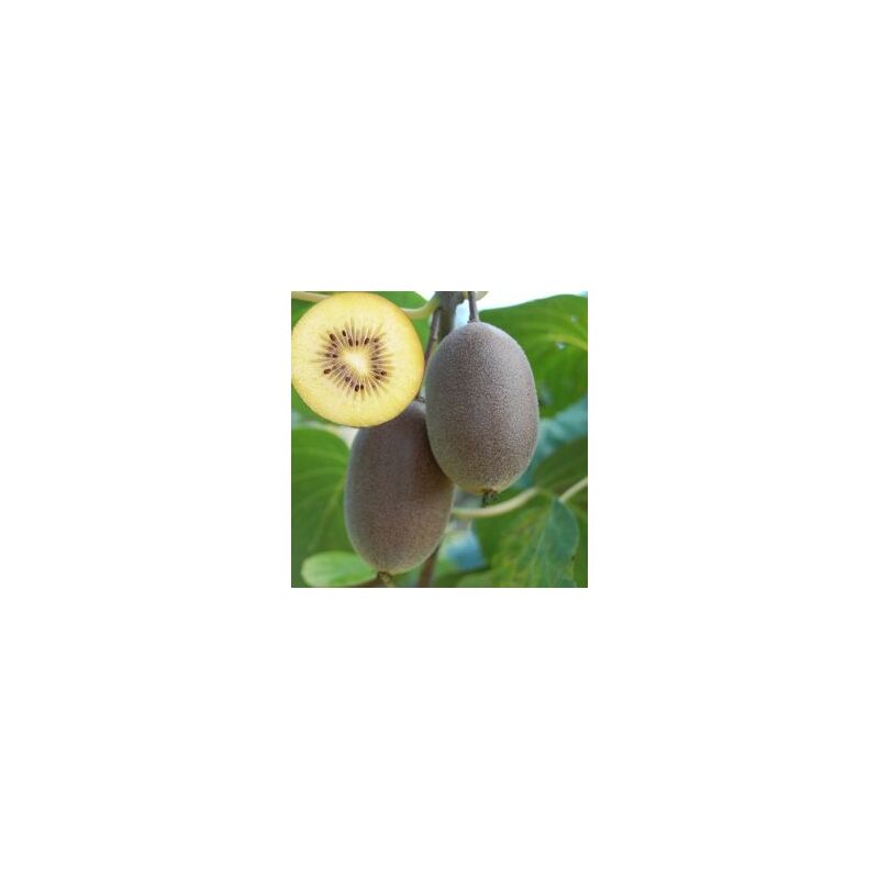 foto del prodotto mediterraneo garden kiwi arguta autofertile pianta di 3 anni 
