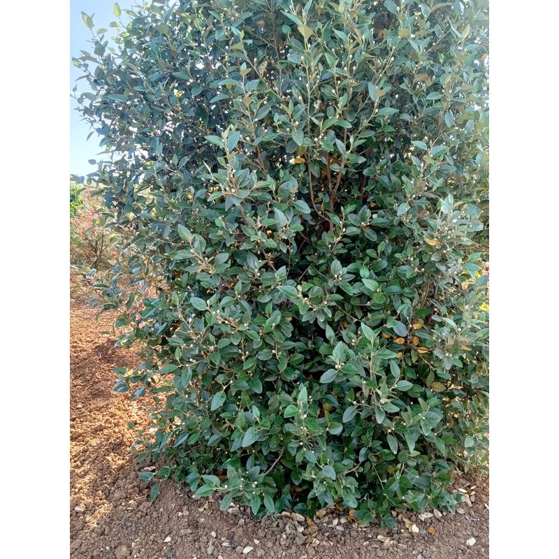 foto del prodotto mediterraneo garden lagunaria patersonii