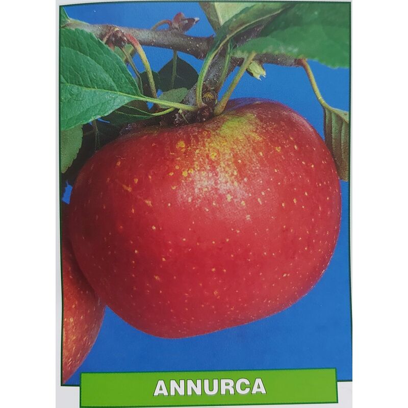 foto del prodotto mediterraneo garden mela annurca pianta di 3 anni