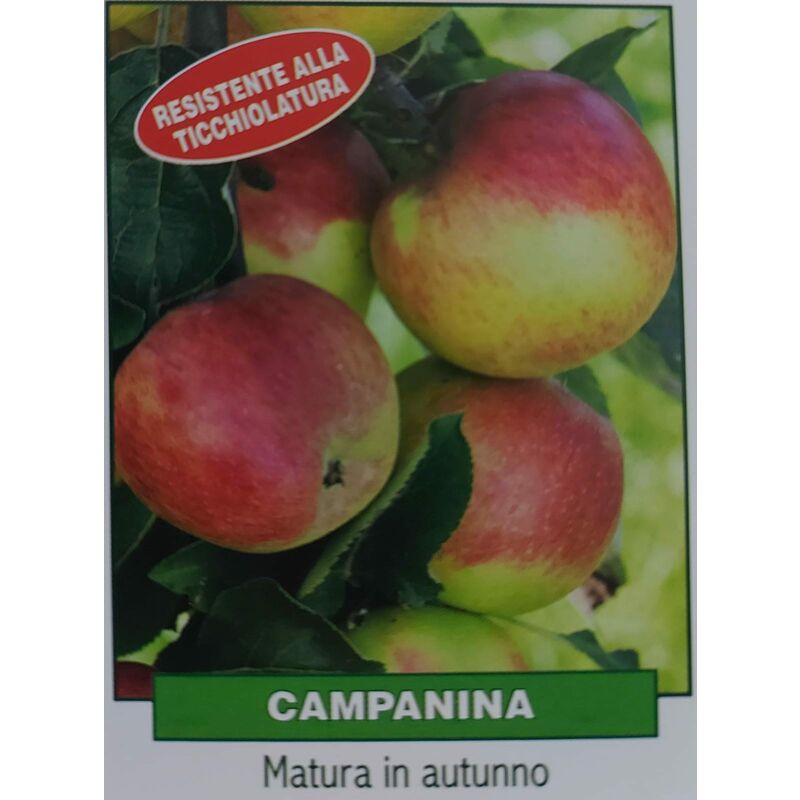 foto del prodotto mediterraneo garden mela campanina pianta di 3 anni