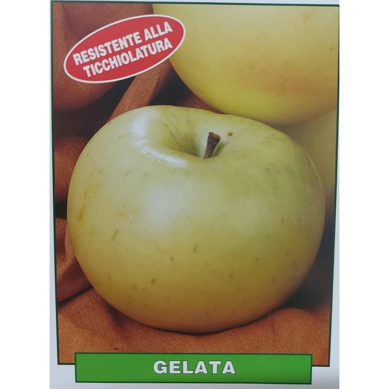 foto del prodotto mediterraneo garden mela gelata pianta di 3 anni