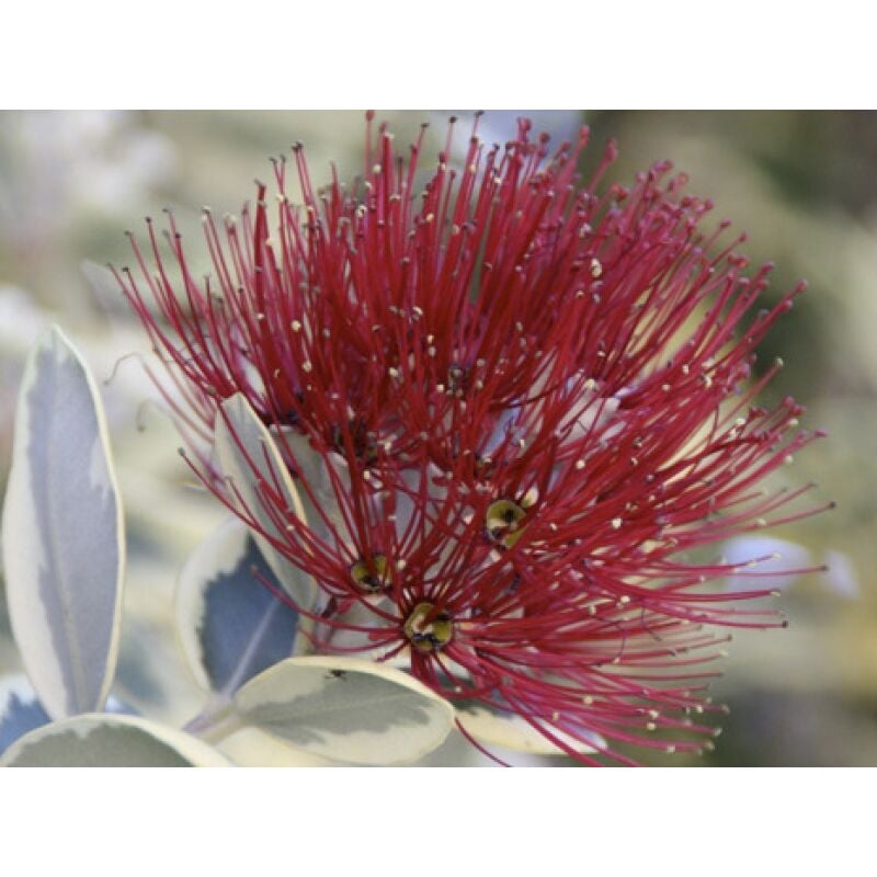 foto del prodotto mediterraneo garden - metrosideros excelsus variegata