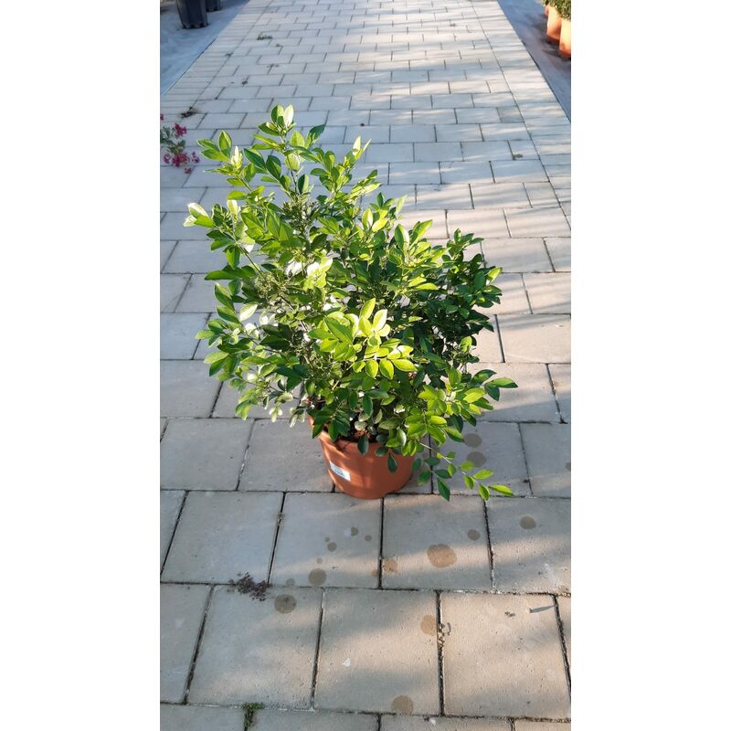 foto del prodotto mediterraneo garden - murraya paniculata v25