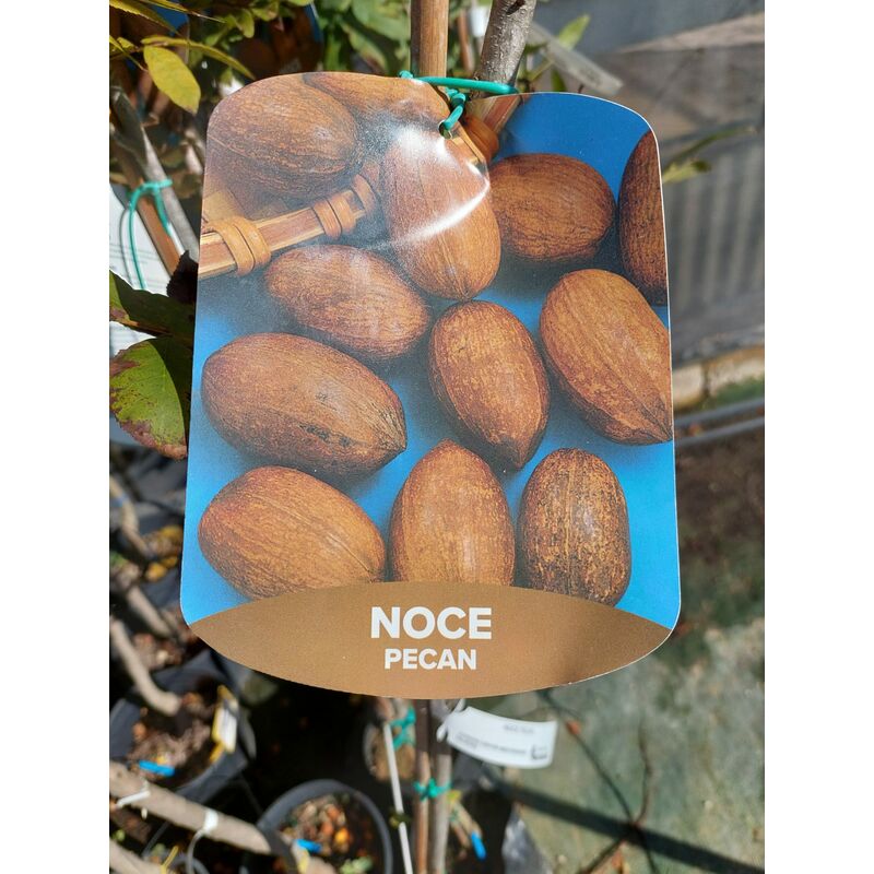 foto del prodotto mediterraneo garden - noce pecan albero 4 5 anni