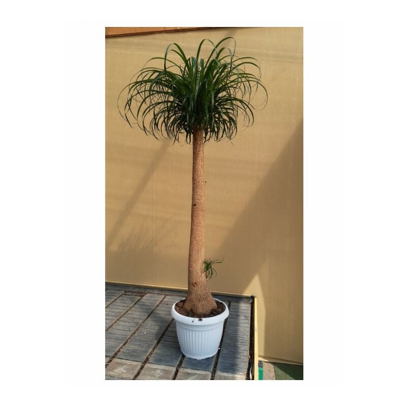 foto del prodotto mediterraneo garden nolina beaucarnea dritta h150