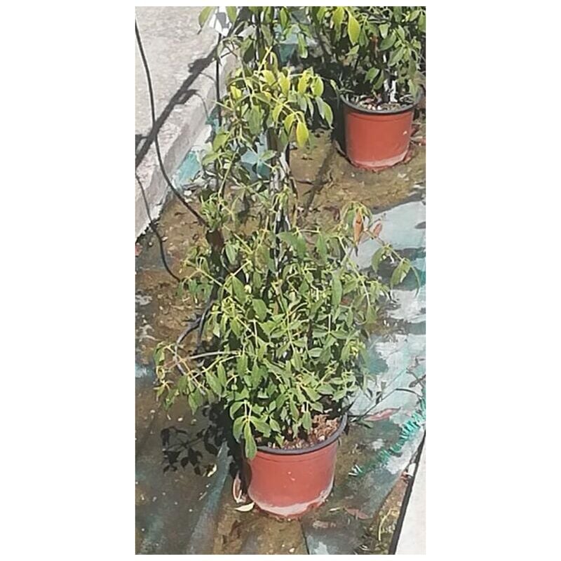 foto del prodotto mediterraneo garden pandorea jasminoides rosea v13
