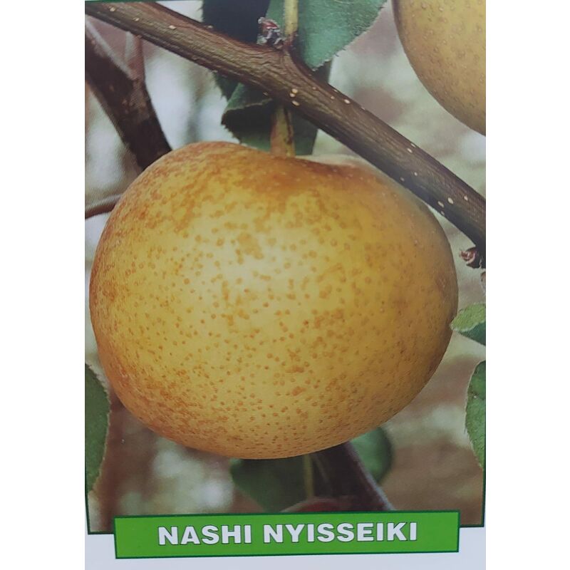 foto del prodotto mediterraneo garden pera nashi nyisseiki pianta di 3 anni