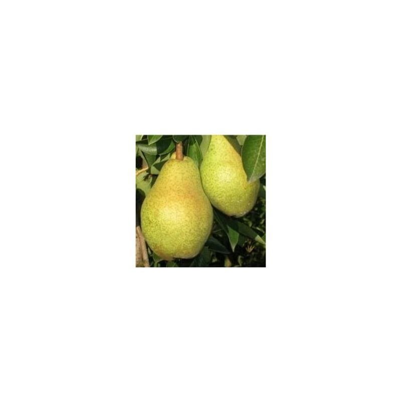 foto del prodotto mediterraneo garden pera william pianta di 3 anni 