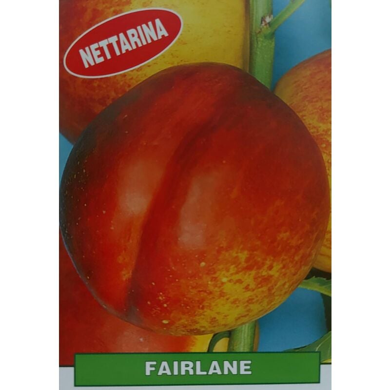 foto del prodotto mediterraneo garden pesca noce fairlane pianta di 3 anni