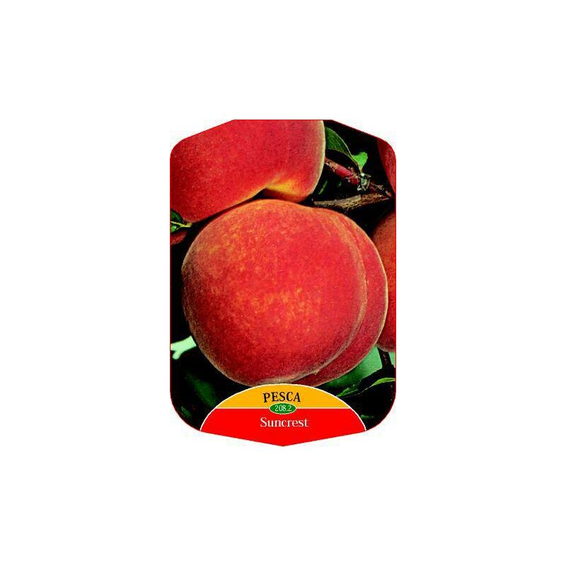 foto del prodotto mediterraneo garden pesco suncrest pianta di 3 anni 