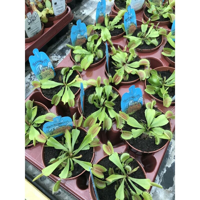 foto del prodotto mediterraneo garden pianta carnivora dionaea muscipula