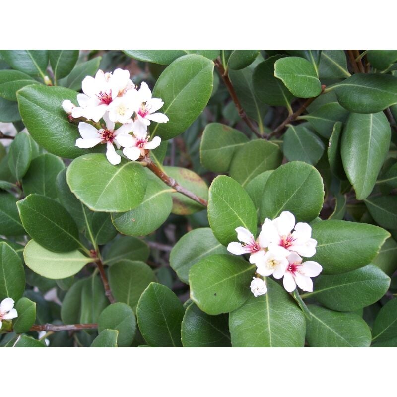 foto del prodotto mediterraneo garden raphiolepis umbellata