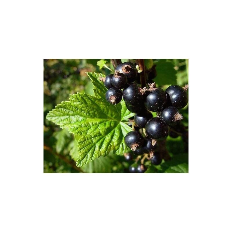foto del prodotto mediterraneo garden ribes nero pianta di 3 anni 