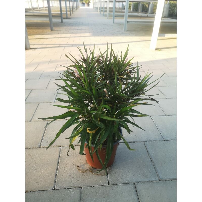 foto del prodotto mediterraneo garden - ruellia brittoniana katie