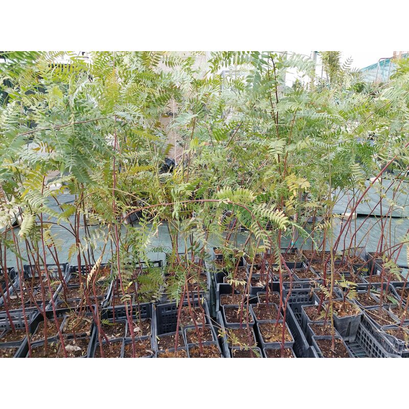 foto del prodotto mediterraneo garden schinus molle h100 150 pianta giovane