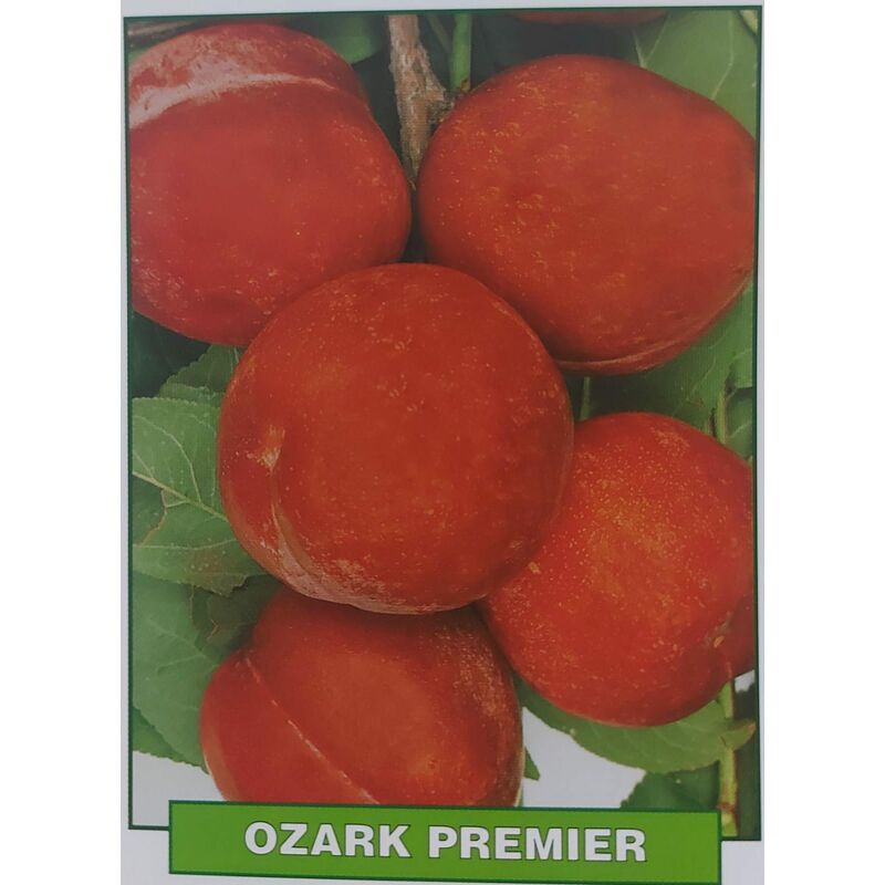 foto del prodotto mediterraneo garden susina ozark premier pianta di 3 anni